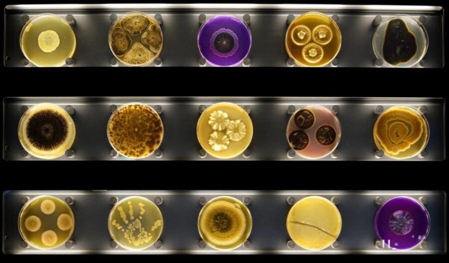 Amsterdam: ARTIS-Micropia Microbe Museum Entry Ticket - Micropia’s Micro World in One Stop