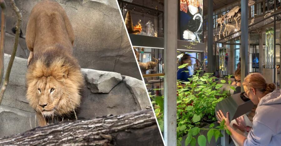 Amsterdam: ARTIS Royal Zoo and ARTIS Groote Museum Ticket - Key highlights to plan around