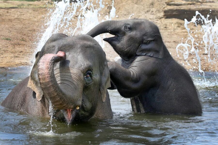 Amsterdam: ARTIS Royal Zoo and ARTIS Groote Museum Ticket - A one-day combo that links animals and nature science