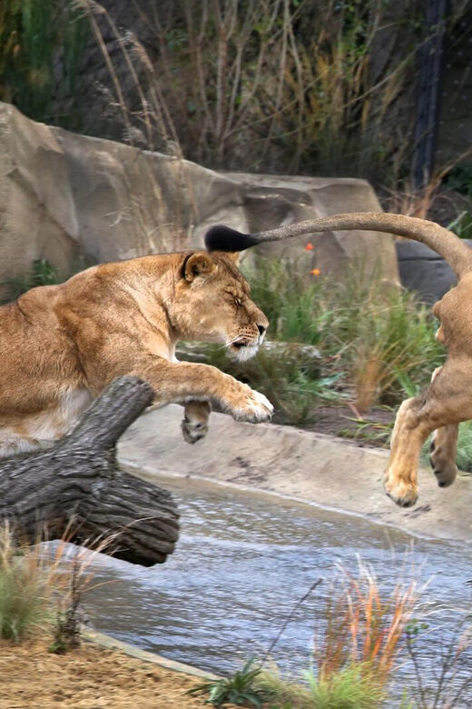 Amsterdam: ARTIS Royal Zoo and ARTIS Groote Museum Ticket - Planetarium included: a space break between animals