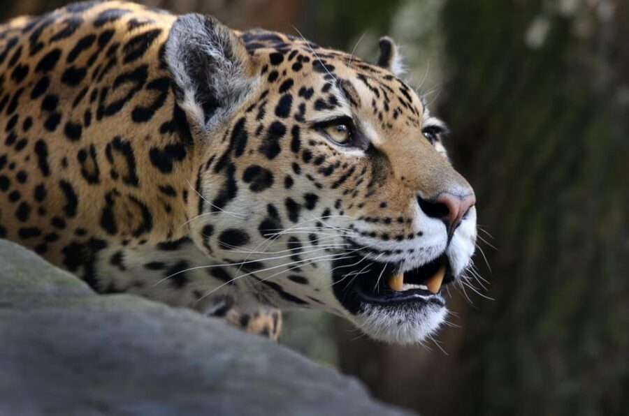 Amsterdam: ARTIS Royal Zoo and ARTIS Groote Museum Ticket - When the zoo gets calm: after-hour walking time