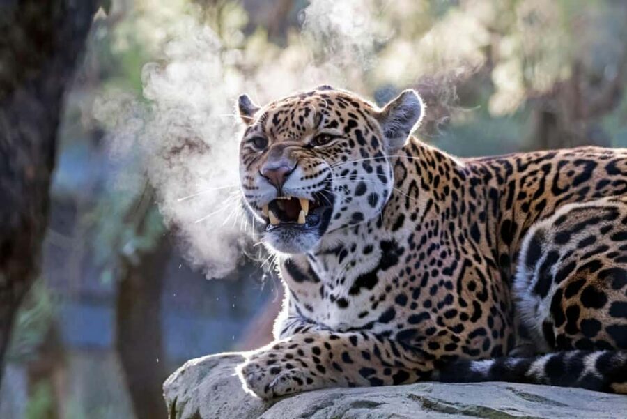 Amsterdam: ARTIS Royal Zoo Entry Ticket - Key Takeaways (before you go)