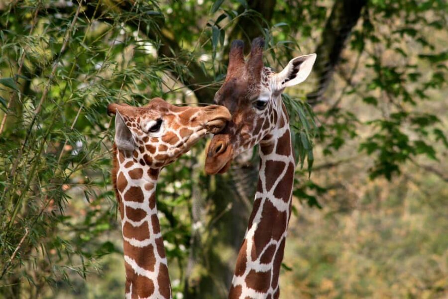 Amsterdam: ARTIS Royal Zoo Entry Ticket - Food, facilities, and breaks: keeping the day comfortable