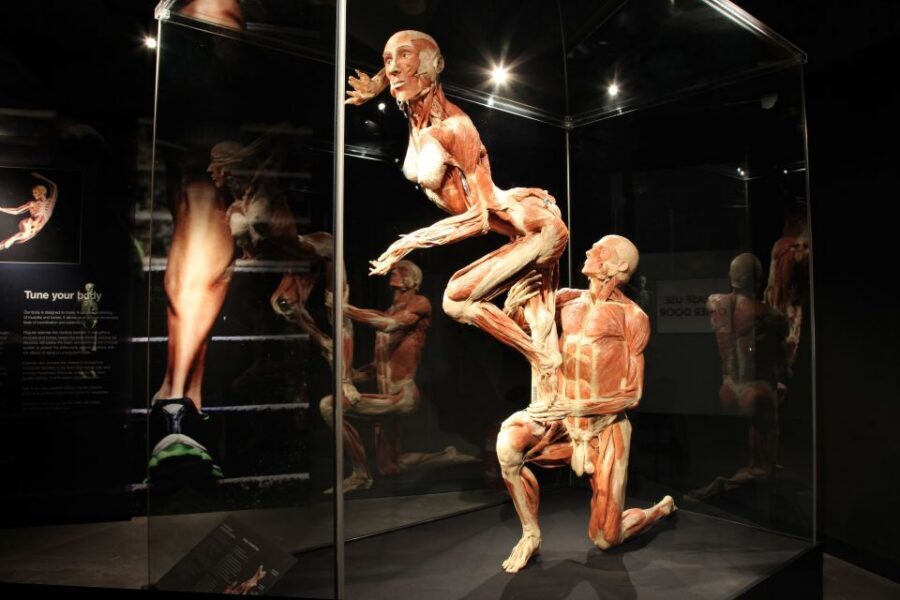 Amsterdam: Body Worlds Exhibition and Canal Cruise - Inside The Happiness Project: how happiness gets mapped to the body