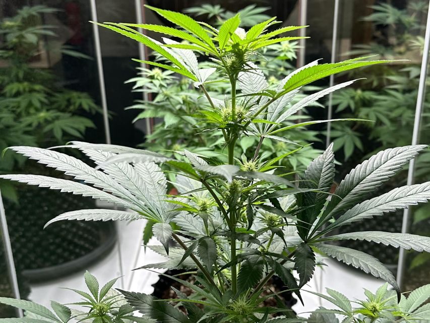 Amsterdam: Cannabis Museum Entry Ticket - Live plants, a microscope, and a cannabis testing machine