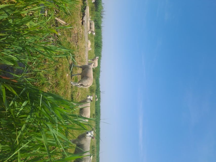Amsterdam: Countryside Bike and Kayak Guided Tour - Cycling into North Holland: how the roads teach you the region