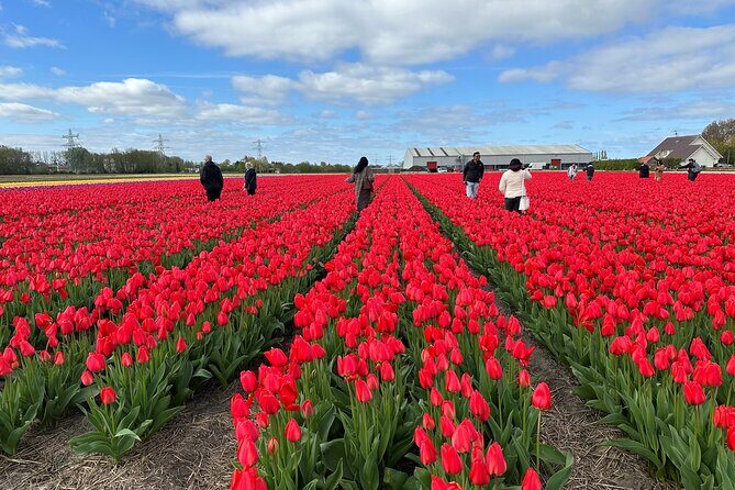 Amsterdam: Day trip to Tulip Farm, Keukenhof + Windmill Cruise - Why this Keukenhof day trip from Amsterdam makes sense