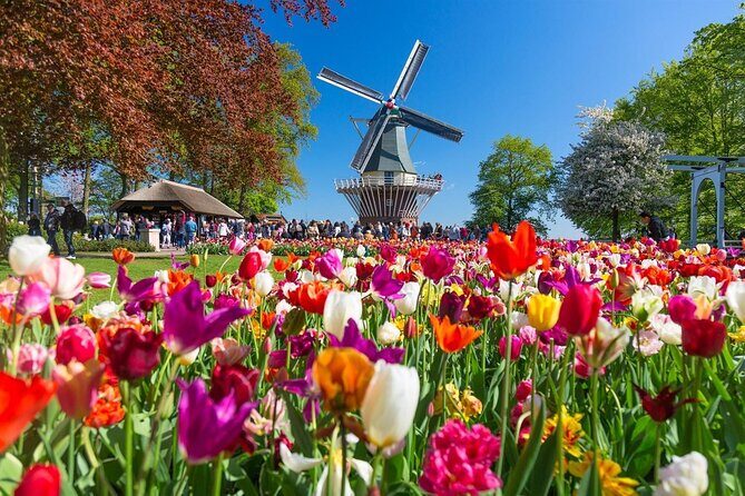 Amsterdam: Day trip to Tulip Farm, Keukenhof + Windmill Cruise - The Lisse tulip-fields bus ride: quick views with minimal pressure