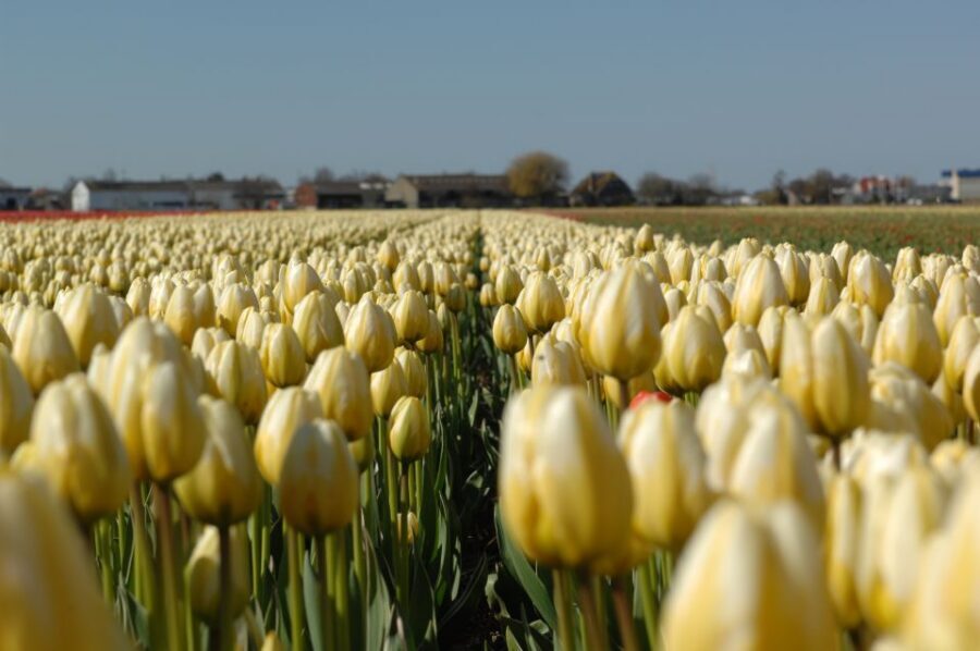 Amsterdam: Half-Day Flower Fields and Keukenhof Bicycle Tour - The Extra Ride Toward Lisse and the Return to Amsterdam