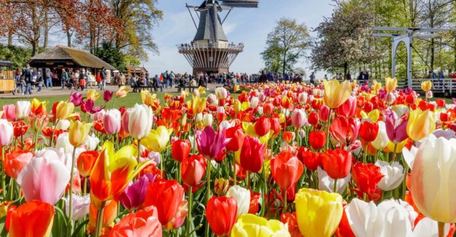 Amsterdam: Keukenhof and Zaanse Schans Live Guided Day Tour - Should You Book This Keukenhof and Zaanse Schans Tour?