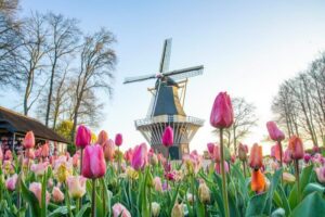 Amsterdam: Keukenhof and Zaanse Schans Live Guided Day Tour - Keukenhof: The 45-Minute Guide That Helps You See More