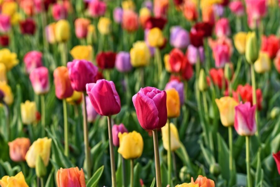 Amsterdam: Keukenhof and Zaanse Schans Live Guided Day Tour - Timing, Weather, and the Real-Life Logistics