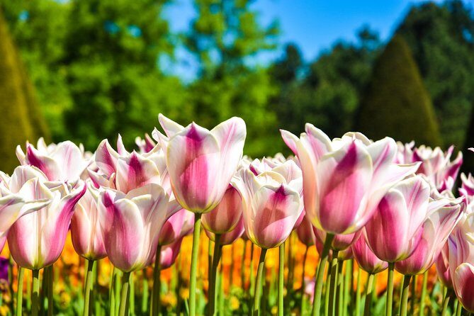 Amsterdam: Keukenhof and Zaanse Schans Windmills Guided Day Trip - Bulb Fields Around Lisse: Photo Stop, Weather Reality