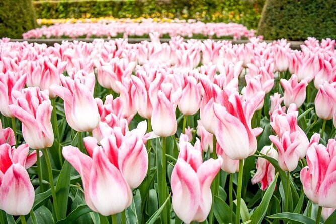 Amsterdam: Keukenhof Entry & Shuttle Bus with Flexible Return - FAQ