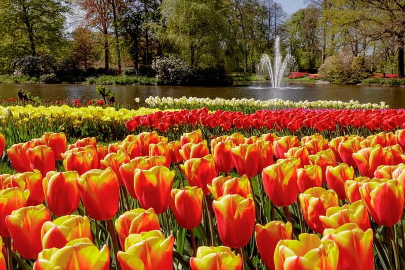 Amsterdam: Keukenhof Ticket and Roundtrip Shuttle Transfer - What the Support Feels Like in Real Life