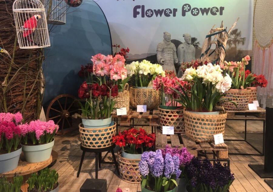Amsterdam: Keukenhof Tulip Garden and Giethoorn Experience - From Keukenhof to Giethoorn: A Longish Transfer With Time to Reset