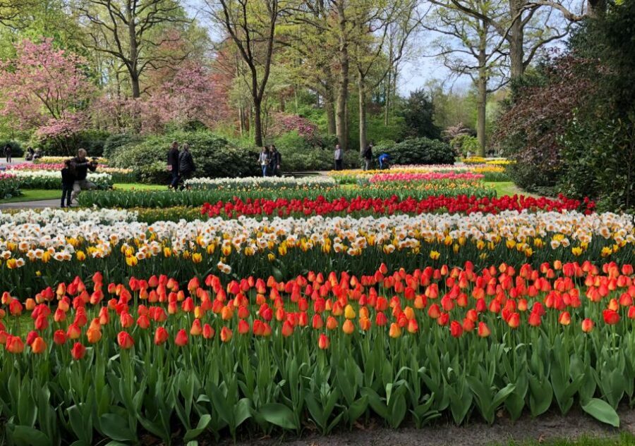 Amsterdam: Keukenhof Tulip Garden and Giethoorn Experience - Timing Reality: Walking, Photo Stops, and Lunch Without Stress