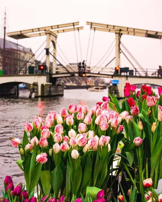 Amsterdam: Premium Tulip Boat Canal Tour - Weather and timing: rain-cover reality and how to handle a delay
