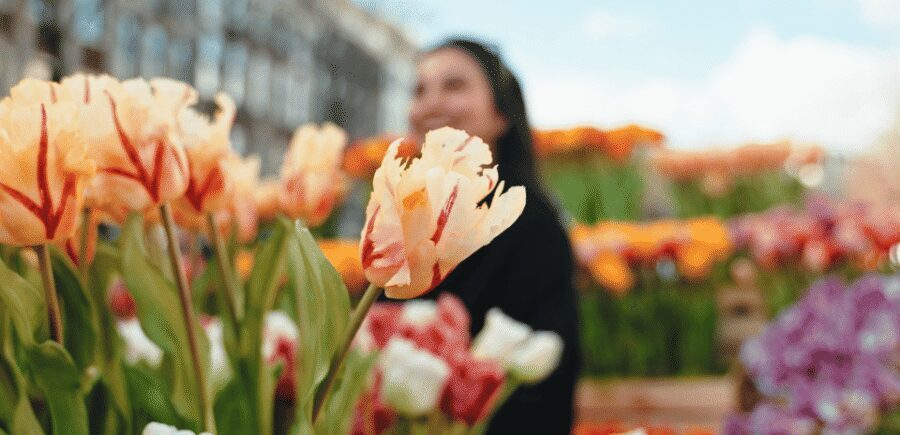 Amsterdam: Premium Tulip Boat Canal Tour - Should you book this Amsterdam premium tulip canal tour?