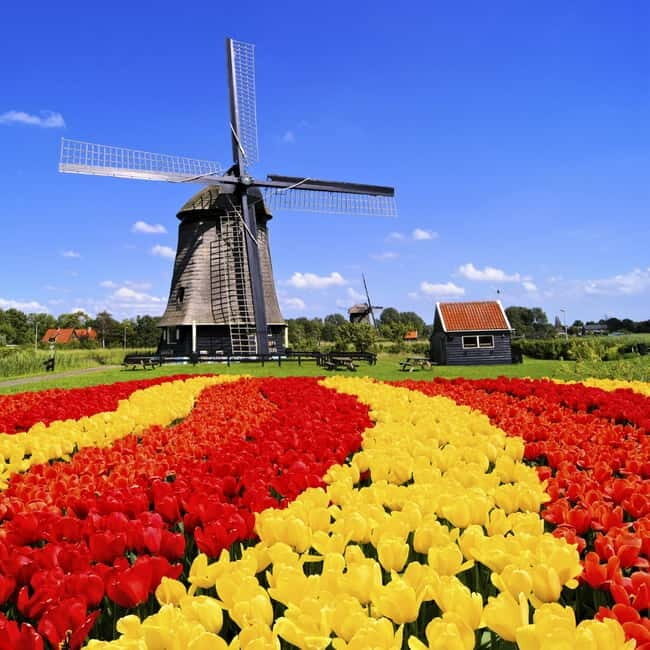 Amsterdam: Private Keukenhof and Free Tulip Tour - Private chauffeur logistics that actually make a difference