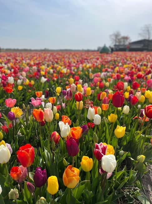 Amsterdam: Private Keukenhof and Free Tulip Tour - Wheelchair access and group size: who it fits best