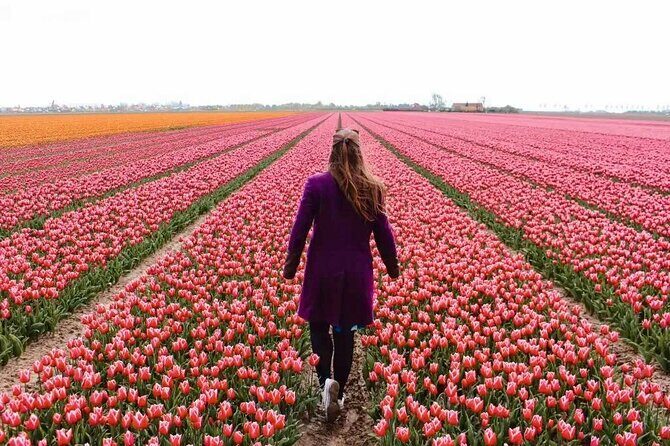 Amsterdam Private Tour to Keukenhof, Tulip Fields and Windmills - Key things I’d bet on