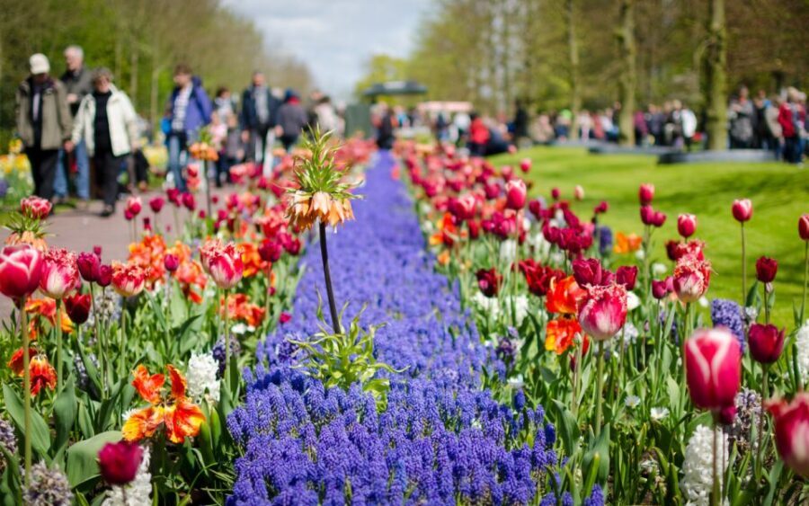 Amsterdam: Tour to Keukenhof Gardens with Windmill Cruise - Weather, crowds, and what to pack for a comfortable day