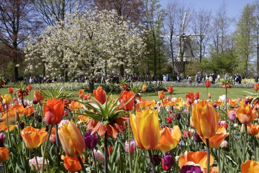 Amsterdam: Tour to Keukenhof Gardens with Windmill Cruise - Keukenhof Gardens: make your free time count