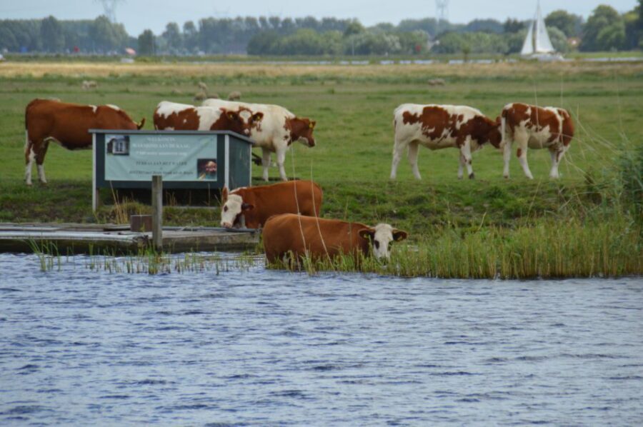 Amsterdam: Tour to Keukenhof Gardens with Windmill Cruise - Service quality: what stood out from real experiences