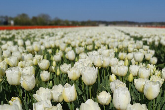 Amsterdam TulipFields of Holland Tour - A small van beats the big-bus tulip crush