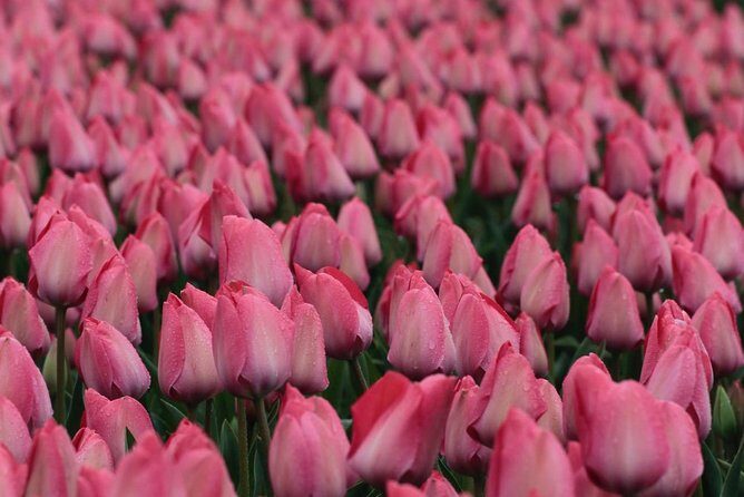 Amsterdam TulipFields of Holland Tour - Leander’s VIP access and the details you actually remember