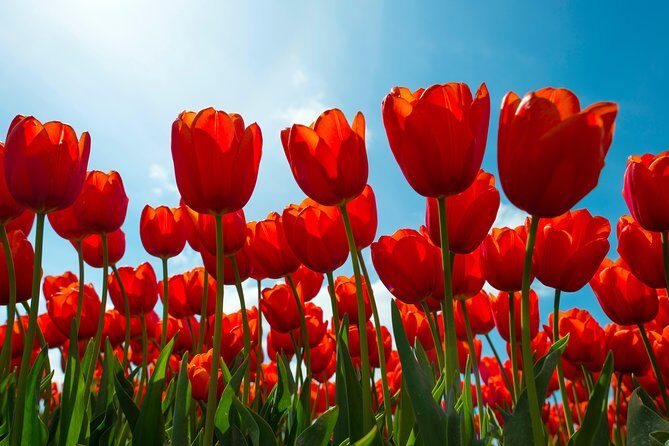 Amsterdam TulipFields of Holland Tour - Comfort and snacks: what’s included, what to plan for