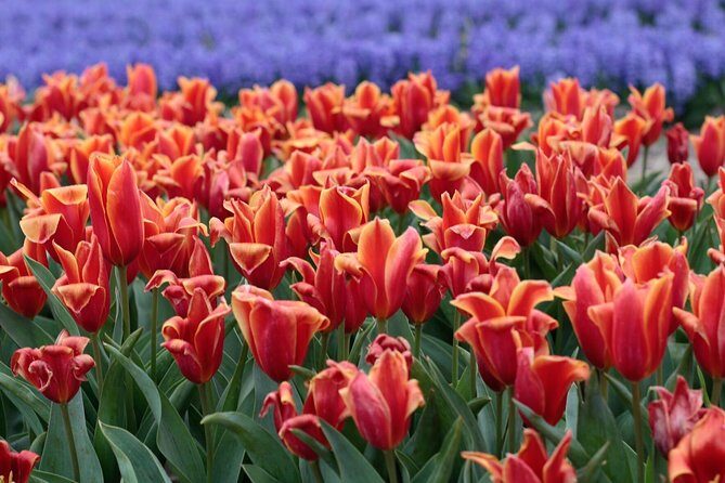 Amsterdam TulipFields of Holland Tour - Stop 2 at De Tulperij: getting close to the bulbs, not just the bloom