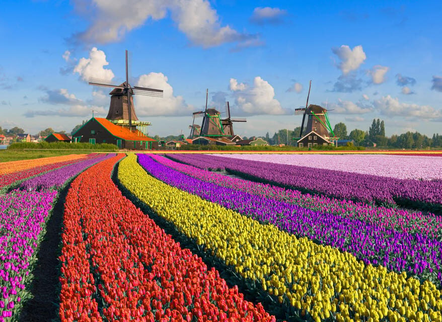 Amsterdam: Zaanse Schans, The Hague & Rotterdam Tour - The Hague’s Peace Palace: politics, royal-city charm, and a strong walking block