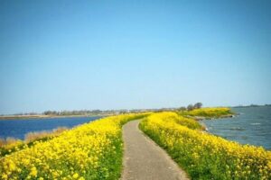 Amsterdam's Countryside Half-Day Bike Tour in Small Group - Price, time, and what’s actually included for $48.37