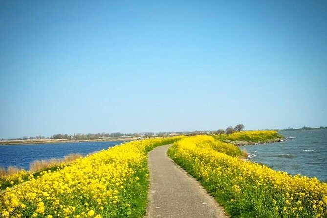 Amsterdam's Countryside Half-Day Bike Tour in Small Group - Price, time, and what’s actually included for $48.37