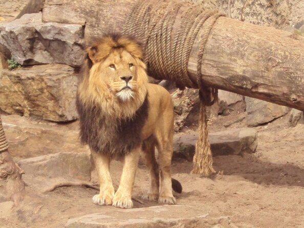 E-Bike Tour, Amsterdam's Highlights and Hidden Gems - ARTIS Amsterdam Royal Zoo Area and Entrepotdok: Animals Across the Water