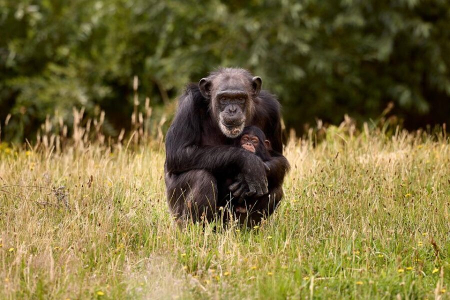 Eindhoven Zoo Entry Ticket - What to Bring for a Comfortable Animal Day