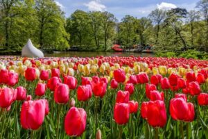 From Amsterdam: Keukenhof and Dutch Countryside Tour - The bus ride deal: WiFi, air-conditioning, and a guide who keeps things moving