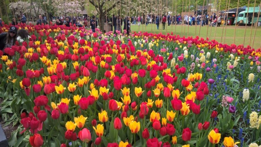 From Amsterdam: Keukenhof and Zaanse Schans Small Group Tour - The schedule: how the bus timing keeps the day from dragging