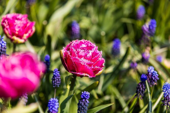From Amsterdam: Keukenhof Gardens Ticket and Transfer - Audio Guide and Optional Lovers Canal Cruise: When the Add-On Helps