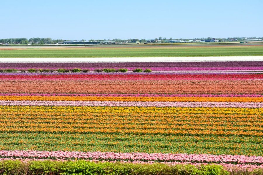 From Amsterdam: Keukenhof Gardens & Tulip Experience Tour - Getting from Amsterdam to Lisse feels easy (even when roads don’t)
