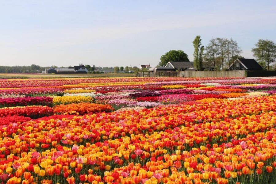 From Amsterdam: Keukenhof Gardens & Tulip Experience Tour - Photo fields: how to use your unlimited time without wasting it