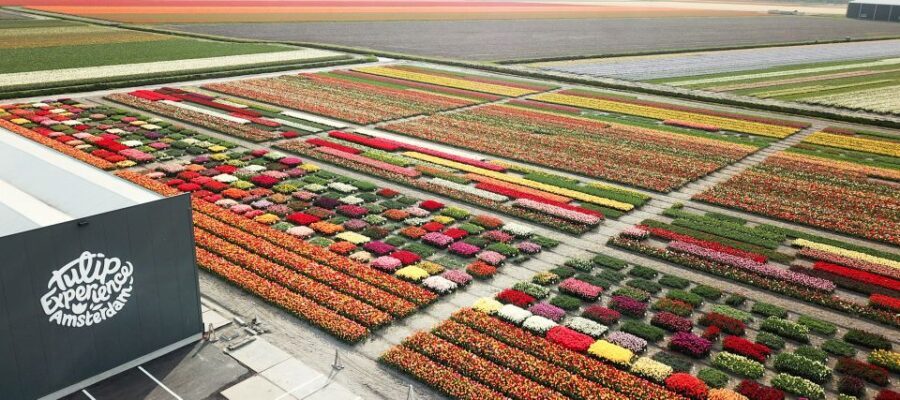 From Amsterdam: Keukenhof Gardens & Tulip Experience Tour - Keukenhof Gardens: 32 hectares of tulips, but plan what matters most