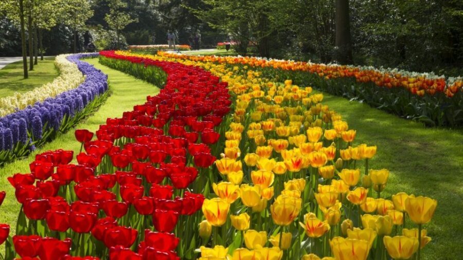 From Amsterdam: Keukenhof Gardens & Tulip Experience Tour - Crowds and timing: how to choose the best mindset for spring flowers