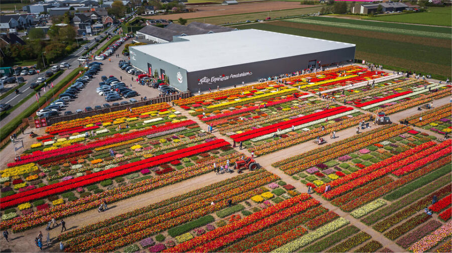 From Amsterdam: Keukenhof Gardens & Tulip Experience Tour - What you’re really paying for: value of the $94 price tag