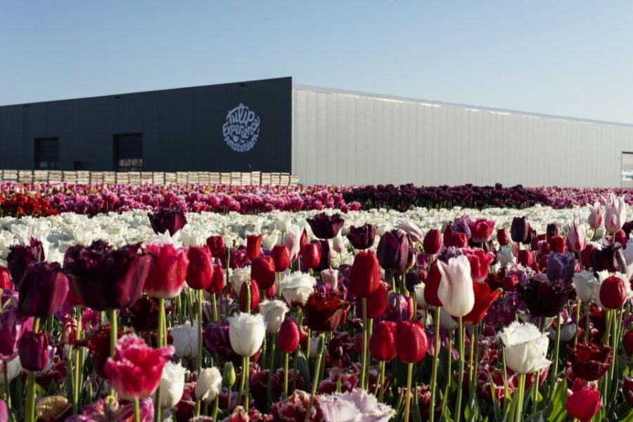 From Amsterdam: Keukenhof Gardens & Tulip Experience Tour - Practical checklist so the day doesn’t get annoying