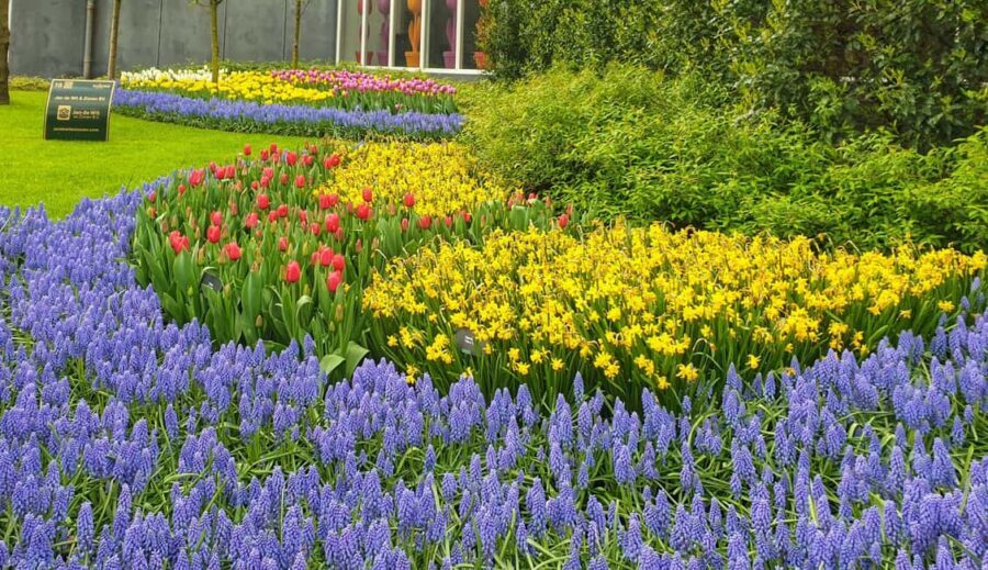 From Amsterdam: Tulip Tour Keukenhof & City Tour Delft - Why Keukenhof and Delft in one day actually works