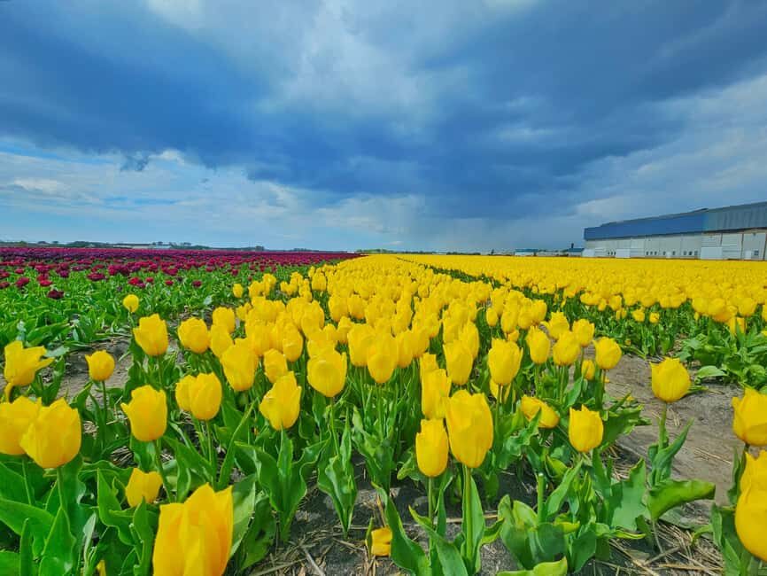 From Amsterdam: Tulip Tour Keukenhof & City Tour Delft - Delft Blue pottery factory workshop: what you’re actually learning