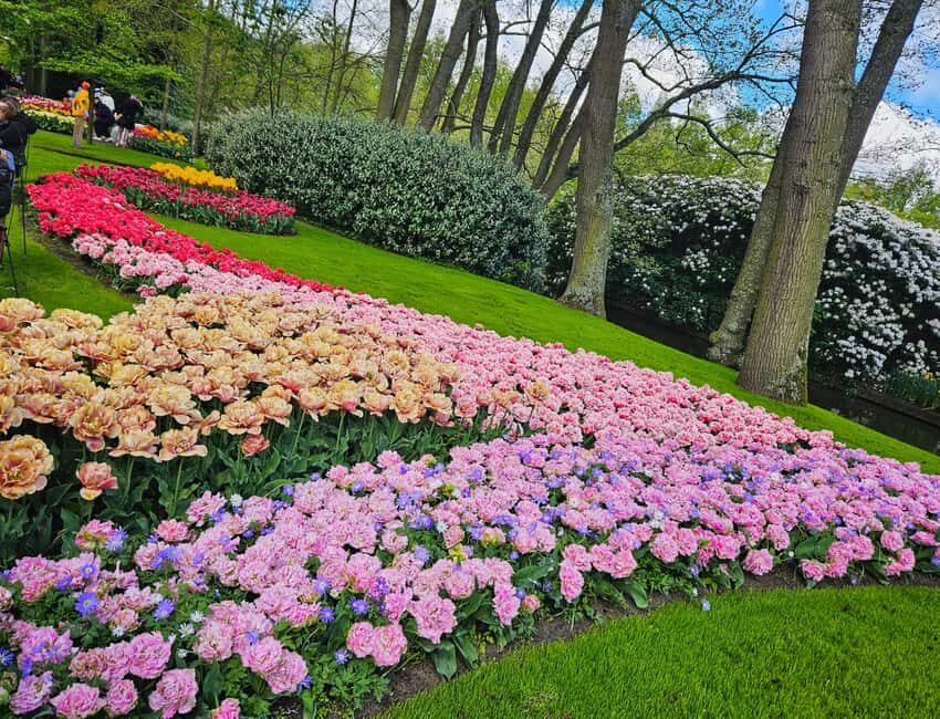 From Amsterdam: Tulip Tour Keukenhof & City Tour Delft - Who this tour suits best